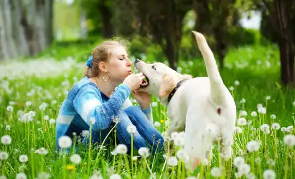 eine frau spielt mit einem hund auf der wiese