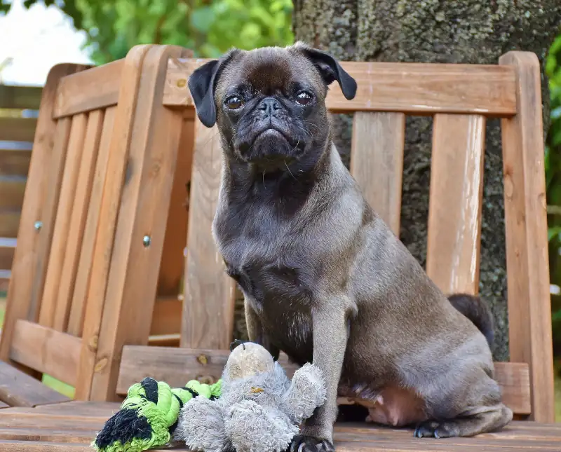 hund mit spielzeug