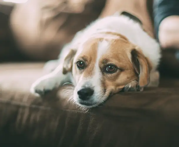 hund auf der couch