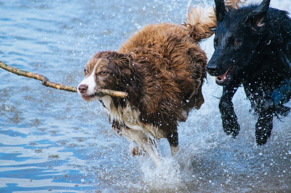 2 hunde spielen im wasser