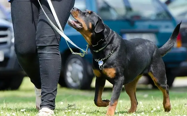 hund an der leine schaut nach oben zum herrchen