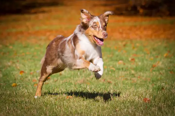 rennender hund