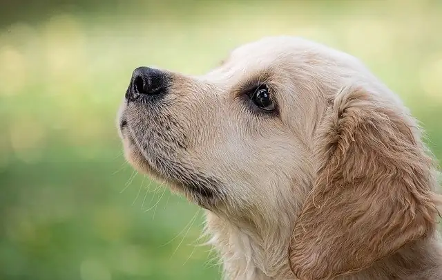 hund schaut nach oben