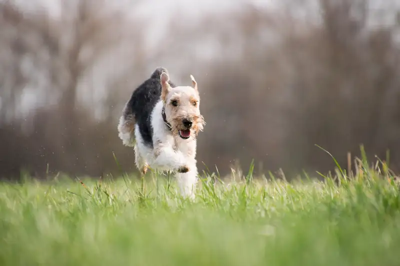 laufender hund auf einer wiese
