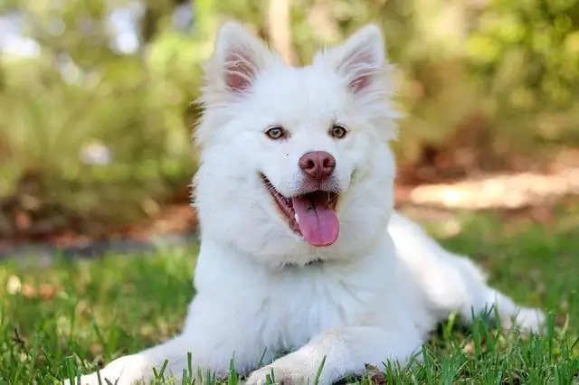 hund liegt auf einer wiese