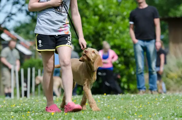 hund läuft mit herrchen